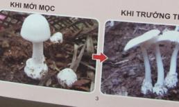Bộ Y tế ra công điện khẩn phòng ngộ độc nấm 