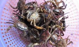 Bất an với cua, ốc nuôi ở Hà Nội nhiễm kim loại nặng