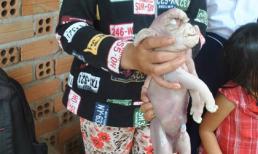 Heo mà lại có vòi!