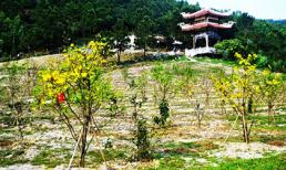 Vườn mai ở khu mộ Đại tướng Võ Nguyên Giáp đã ra hoa