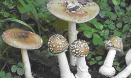 Cách xử trí khi bị ngộ độc nấm