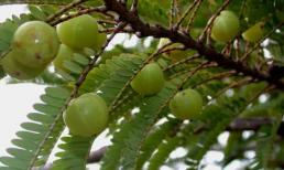 Me rừng - thuốc trị tiểu đường