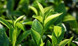 Lá chè xanh chữa bệnh