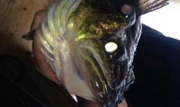 Con cá 3 mắt đột biến được cho là hậu quả của rò rỉ hạt nhân