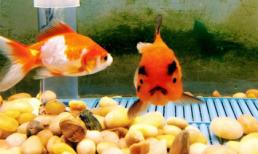 Lạ lùng loài cá vàng cau có