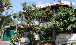 Ván bài "Nguyễn Chánh Tín cầu cứu" đang dần lật ngửa