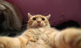 Khó đỡ với những mèo thích 'tự sướng'