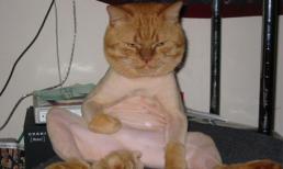 'Yêu chết đi được' với hình ảnh dễ thương của động vật