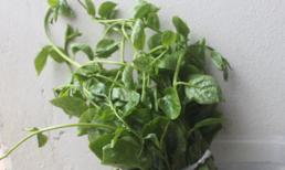 Hãi hùng mồng tơi dài 10cm chỉ sau 5 giờ