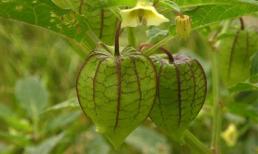 Thuốc từ cây tầm bóp