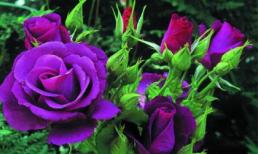 Thứ Sáu của bạn (28/3/2014)