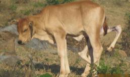 Chuyện kỳ lạ về con bê 6 chân, 2 bộ phận sinh dục