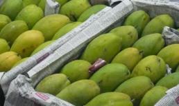Choáng với xoài chính vụ “ngậm” hóa chất để "làm đẹp"