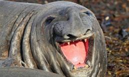 Chùm ảnh những loài động vật hạnh phúc nhất thế giới (P.1)