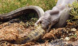 Rùng mình với hình ảnh trăn nuốt trọn cá sấu "gọn gàng"