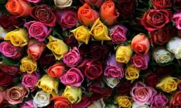 Bật mí cung hoàng đạo có ngày 8/3 hoàn hảo nhất