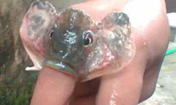 Ối trời ơi, đây là con gì vậy bà con?