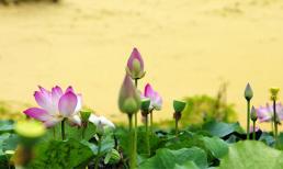 Về Bàu Cát ngắm sen nở trên sa mạc