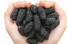 Lọc máu bằng thảo dược