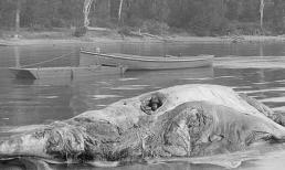 Kỳ lạ phương pháp chữa bệnh bằng cách ủ ấm người trong xác cá voi