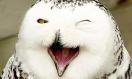 Chùm ảnh những loài động vật hạnh phúc nhất thế giới (P.2)