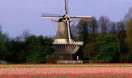 Mùa Hè rực rỡ ở xứ sở hoa tulip