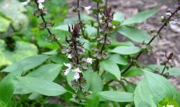 Vị thuốc từ rau húng quế