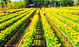 Sa Đéc miền đất hoa níu chân du khách