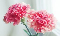 Khám phá thứ sáu của bạn (11/4)