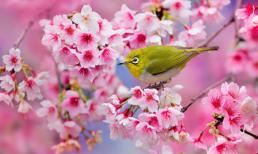 Ngắm hoa anh đào khoe sắc rực rỡ trên khắp thế giới