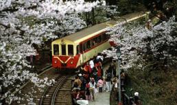 Đi xe lửa giữa rừng đào ở A Lý