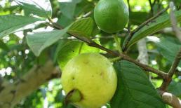 Các bài thuốc chữa bệnh từ ổi