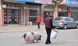 Chú lợn cảnh khổng lồ biết nghe lời chủ