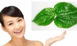 Công dụng chữa bệnh bất ngờ từ trầu không