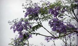 Đà Lạt bâng khuâng mùa phượng tím