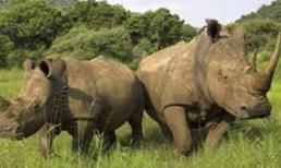 Công viên rao bán phân tê giác với giá "chát"