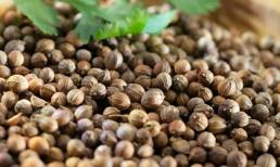 Công dụng chữa bệnh thực sự của hạt mùi