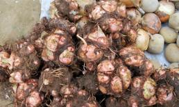 Khoai sọ chữa cơ thể suy nhược