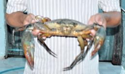 Tát ao, bắt được cua 'khủng' nặng 2,15 kg