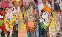 Cực độc: Lễ cưới của bò thu hút hơn 5.000 người dự