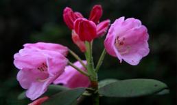 Vẻ đẹp rực rỡ của hoa Đỗ quyên trên núi Phật Sơn