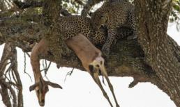 Kinh hãi cảnh báo đốm săn mồi kéo xác lên cây cao ăn thịt