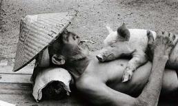 Cuộc sống bình yên của lão nông bên đàn heo 1.200 con