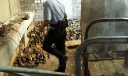 Lùa hơn 1.000 con vịt đến nhà ông chủ để đòi lương