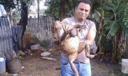 Choáng với bức ảnh con cóc khổng lồ to bằng em bé 3 tuổi