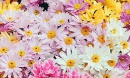 Khám phá chủ nhật của bạn (20/4)