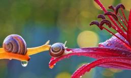 Mơ màng trong xứ sở diệu kì của ốc sên