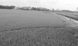 Cụ bà sốc nặng vì bị làm nhục giữa cánh đồng