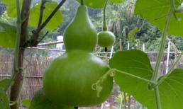 Những loại trái cây kì quặc nhất thế giới