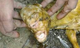 Hãi hùng cừu sinh ra có hình mặt người
